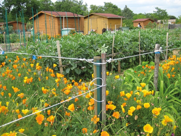 Le jardin bio de Nadine et André 5 jardin bio tournefeuille