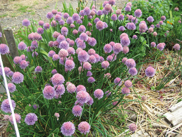 Le jardin bio de Nadine et André 1 jardin bio tournefeuille