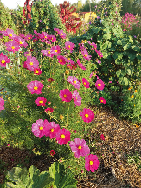 Le jardin bio de Nadine et André 4 jardin bio tournefeuille