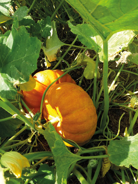 Le jardin bio de Nadine et André 6 jardin bio tournefeuille