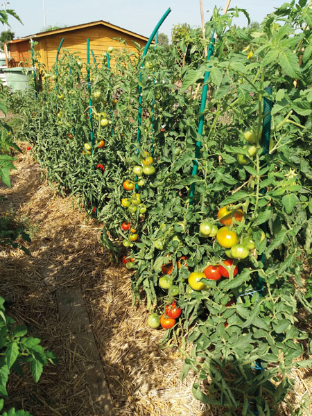 Le jardin bio de Nadine et André 7 jardin bio tournefeuille
