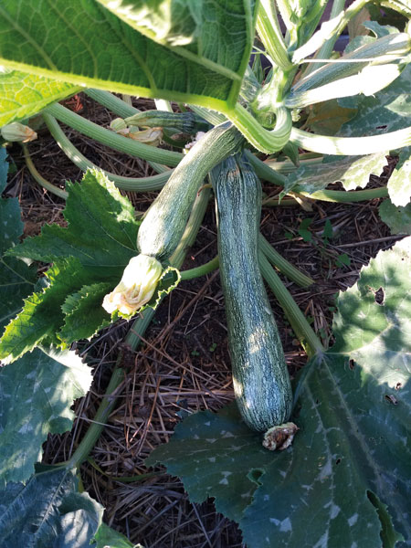 Le jardin bio de Nadine et André 2 jardin bio tournefeuille