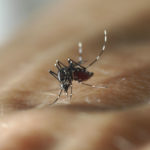 moustique tigre toulouse