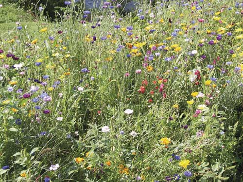 Jardiner écologique 1 jardin toulouse caue31 maison paysagisme