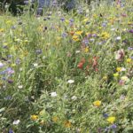 jardin toulouse caue31 maison paysagisme