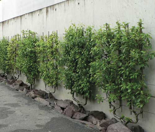 Créer des ambiances dans son jardin 3 jardin toulouse caue31 maison paysagisme