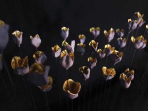 sophie blanc doreuse