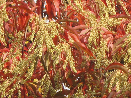 Arbustes rares pour les passionnés 1 arbuste rare