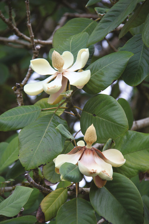 Arbustes rares pour les passionnés 2 arbuste rare