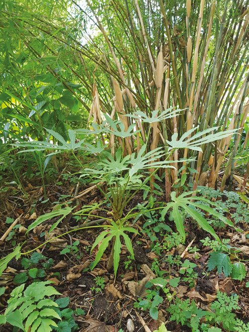 Arbustes rares pour les passionnés 3 arbuste rare