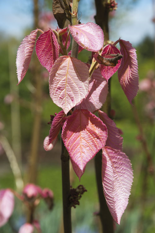 Arbustes rares pour les passionnés 5 arbuste rare