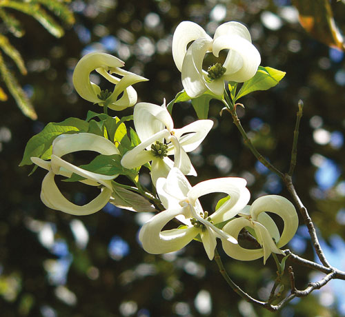 Arbustes rares pour les passionnés 6 arbuste rare